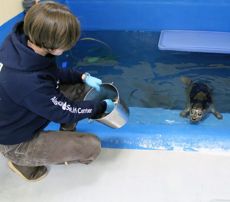 Illustration for article titled Blind Harbor Seal Pup Learning to Adapt